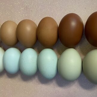 Eggs